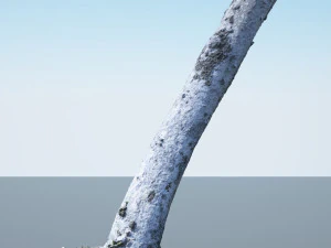 tree trunk - 01 3D Model