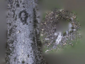 tree trunk - 01 3D Model