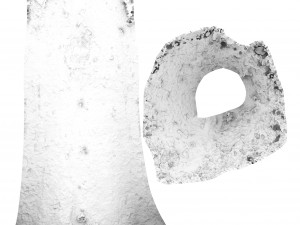 tree trunk - 01 3D Model