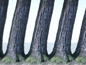 tree trunk - 02 3D Модель