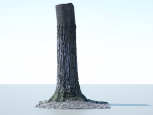 tree trunk - 02 3D Модель