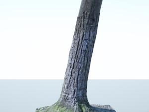 tree trunk - 02 3D Модель
