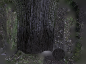 tree trunk - 02 3D Модель