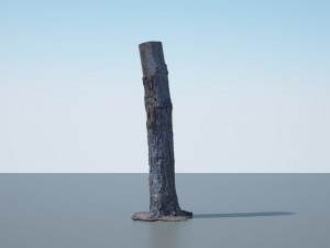 tree trunk - 03 3D Модель