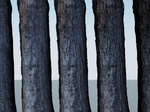 tree trunk - 03 3D Модель
