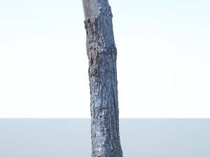 tree trunk - 03 3D Модель