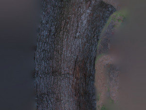 tree trunk - 03 3D Модель