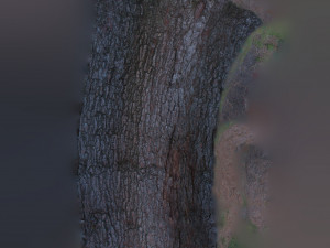 tree trunk - 03 3D Модель