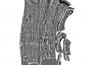 tree trunk - 03 3D Модель