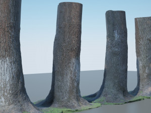 tree trunk - 04 3D Модель
