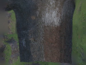 tree trunk - 04 3D Модель