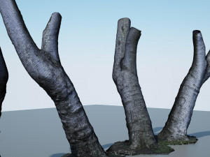 tree trunk - 05 3D Модель