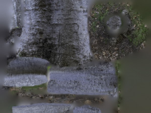 tree trunk - 05 3D Модель