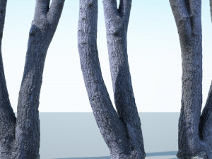 tree trunk - 06 3D Модель