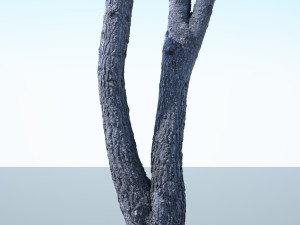tree trunk - 06 3D Модель