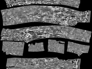 tree trunk - 06 3D Модель