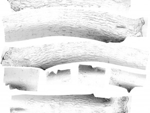 tree trunk - 06 3D Модель