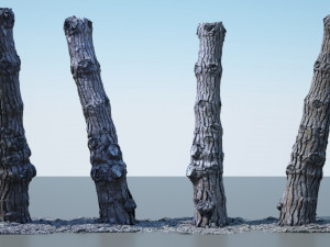 tree trunk - 07 3D Model