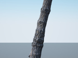 tree trunk - 07 3D Model