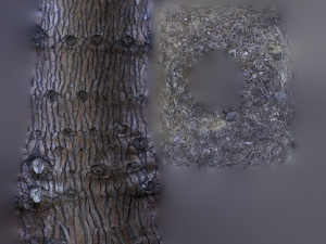 tree trunk - 07 3D Model