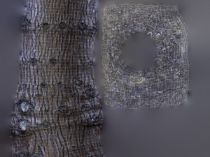 tree trunk - 07 3D Model