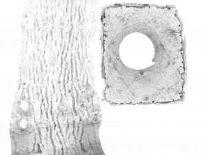 tree trunk - 07 3D Model