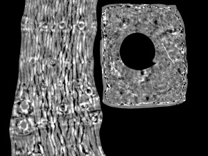 tree trunk - 07 3D Model