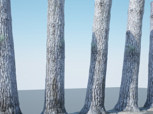 tree trunk - 08 Modèle 3D