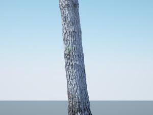 tree trunk - 08 Modèle 3D
