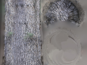 tree trunk - 08 Modèle 3D