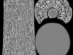 tree trunk - 08 Modèle 3D