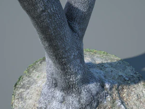 tree trunk - 09 3D Model