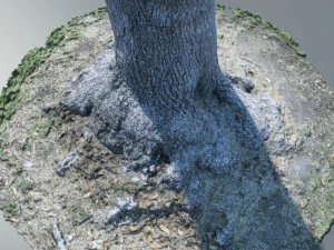 tree trunk - 09 3D Model