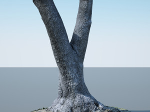 tree trunk - 09 Modelo 3D