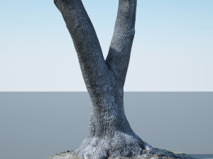 tree trunk - 09 Modelo 3D