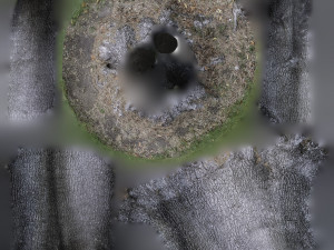 tree trunk - 09 Modelo 3D