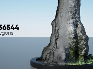 tree trunk - 11 3D Model