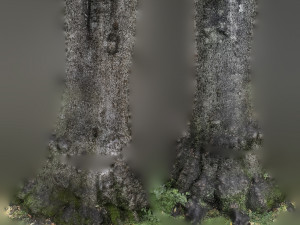 tree trunk - 11 Modèle 3D