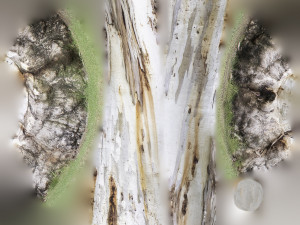 tree trunk - 12 Modello 3D