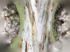 tree trunk - 12 3D Model