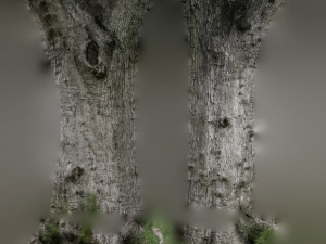 ultra realistic tree trunk 3D Модель