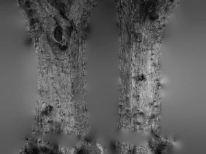 ultra realistic tree trunk 3D Model