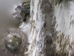 ultra realistic tree 3D Model