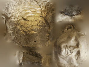 head of nerva 3D Model
