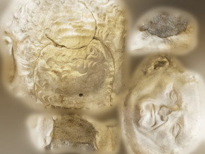 head of nerva 3D Model