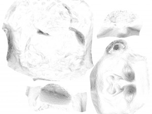head of nerva 3D Model
