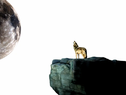 Howling Wolf 3D Model