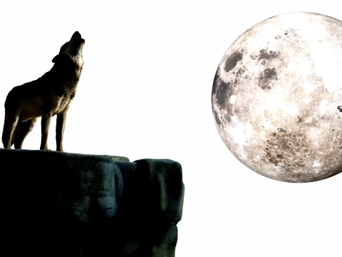 Howling Wolf 3D Model