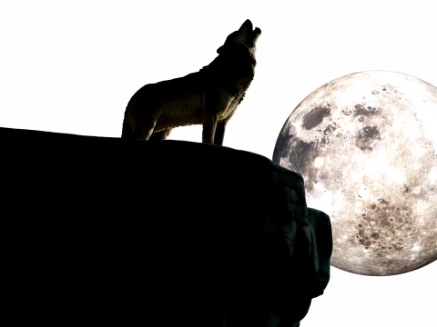 Howling Wolf 3D Model