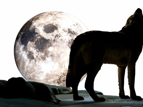 Howling Wolf 3D Model